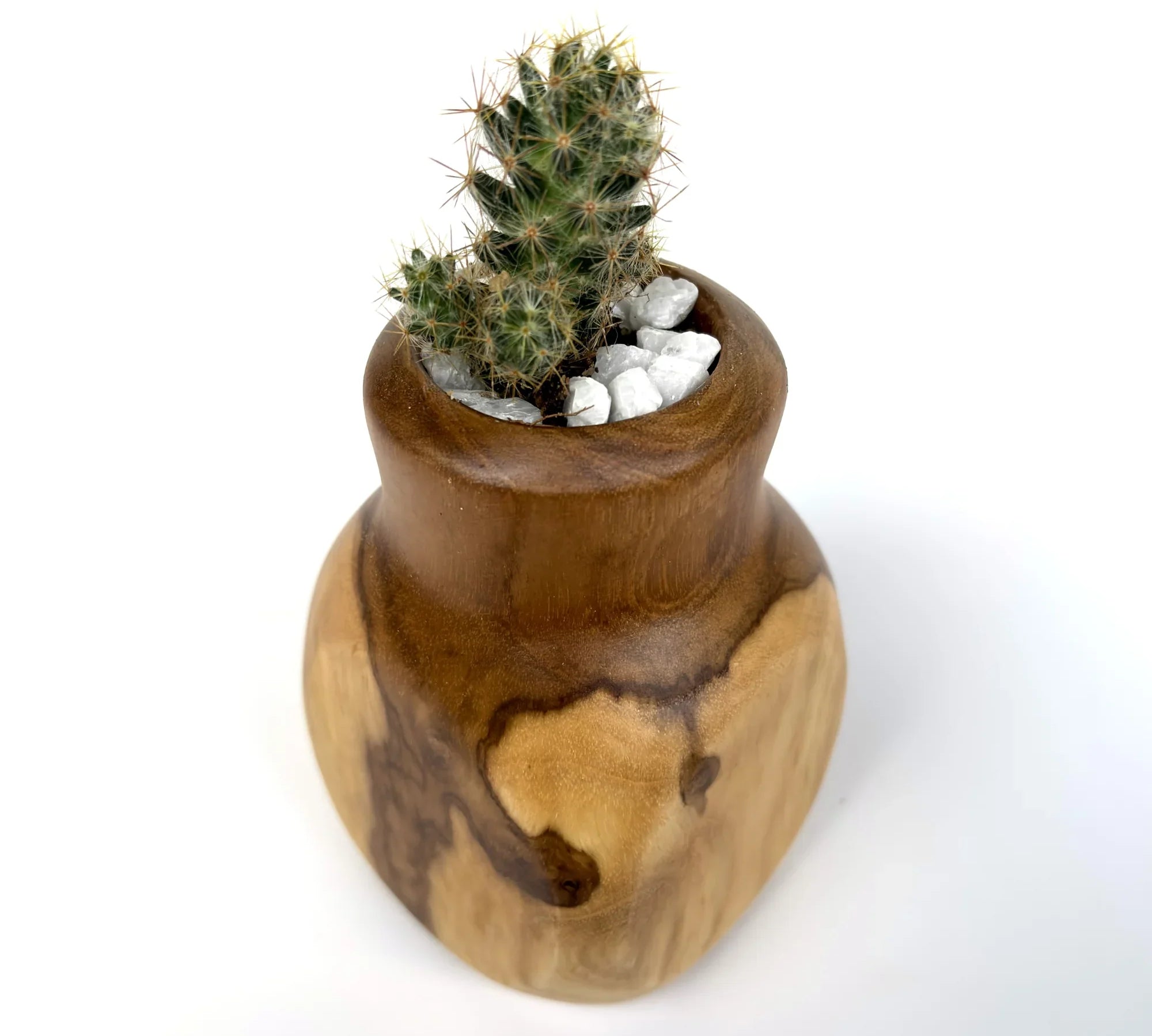 Stylish cactus pot – enhance your home décor - wp002