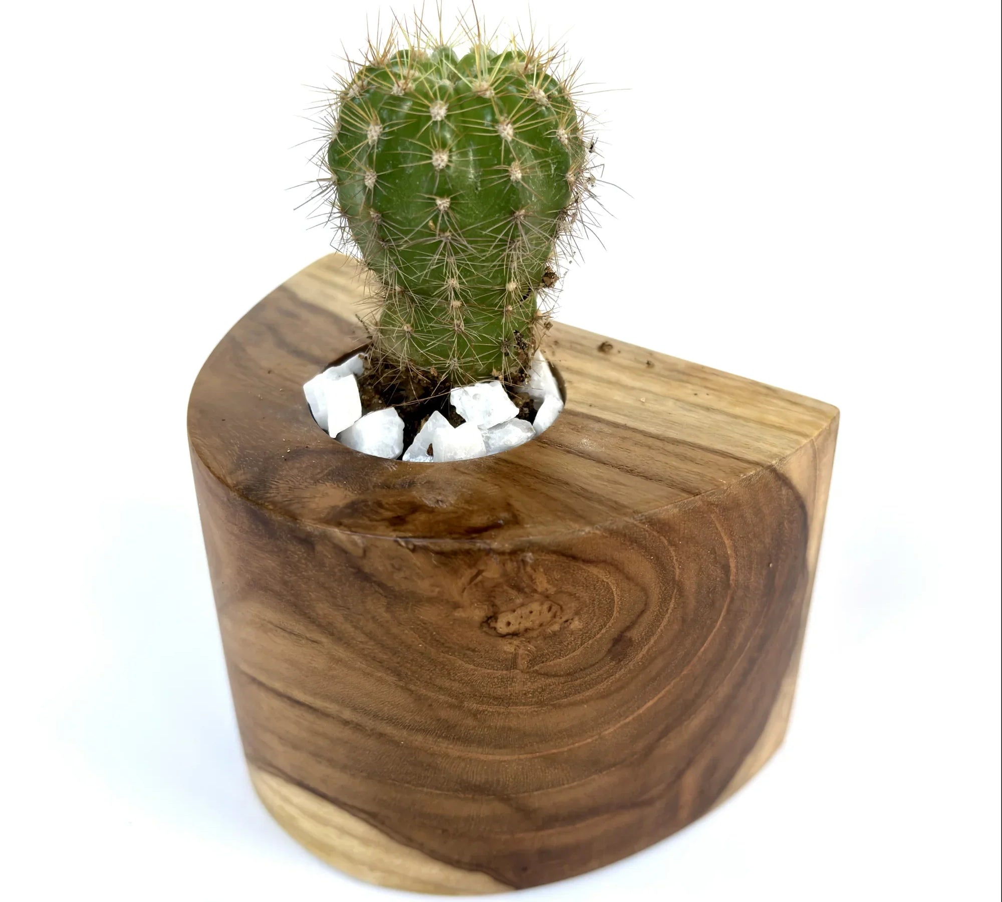 Handcrafted solid teak wood cactus pot - wp005
