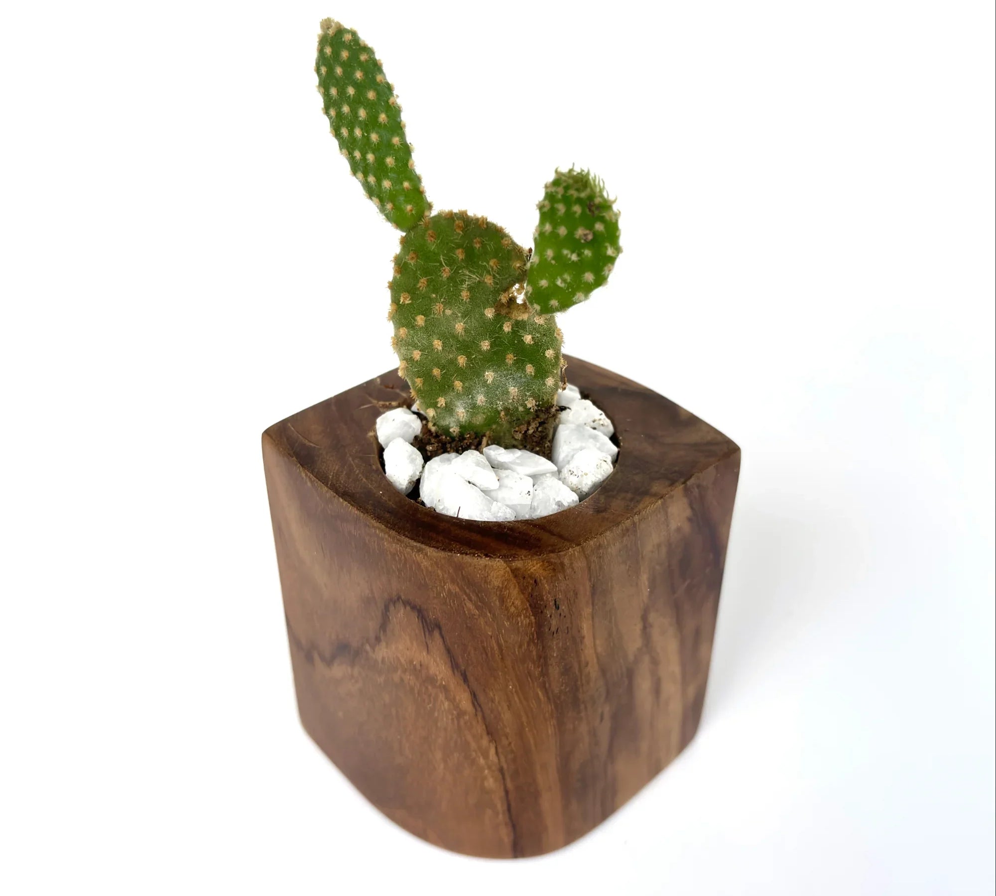 Eco-friendly wooden plant pot - wp004
